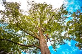 Best Firewood Processing and Delivery  in Broad Creek, NC