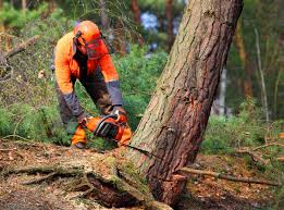 Best Arborist Consultation Services  in Broad Creek, NC