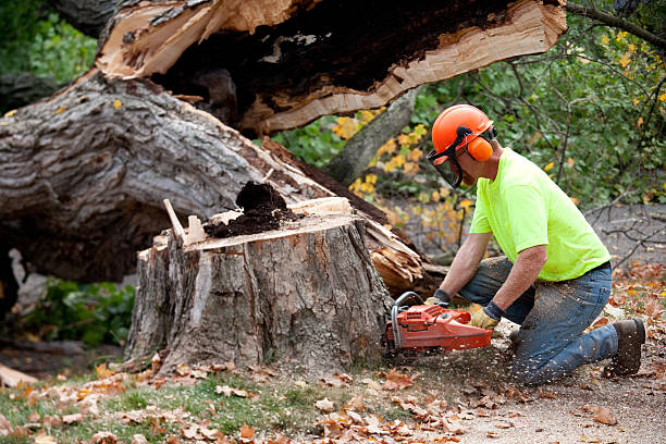 Trusted Broad Creek, NC Tree Removal Experts